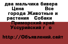 два мальчика бивера › Цена ­ 19 000 - Все города Животные и растения » Собаки   . Приморский край,Уссурийский г. о. 